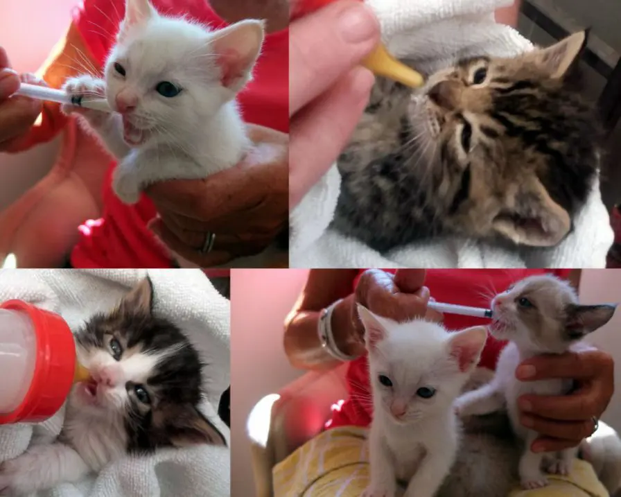 foster parents feed kittens