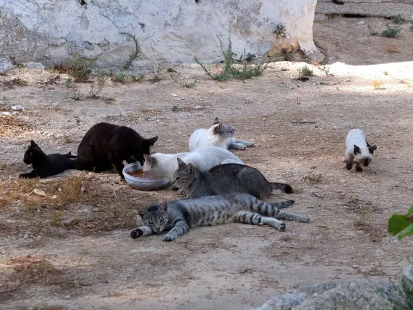 feral cats being fed 
