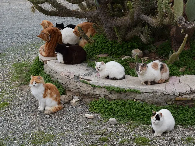 group of feral cats under a tree