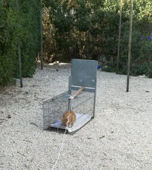 stray cat in an open trap