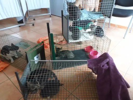 cats in cages at a vet´s clinic