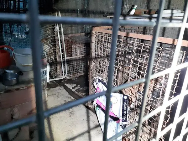 two skinny dogs in a cage