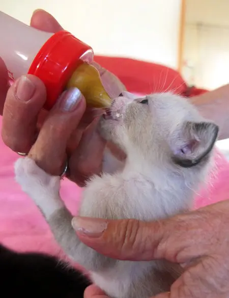 small kitten fed by hand