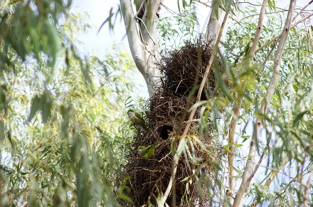 large nest of monk parakeets