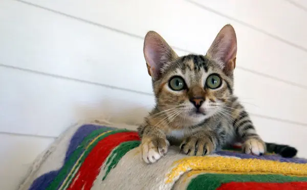 kitten in a cat house